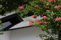 サルスベリのある風景２