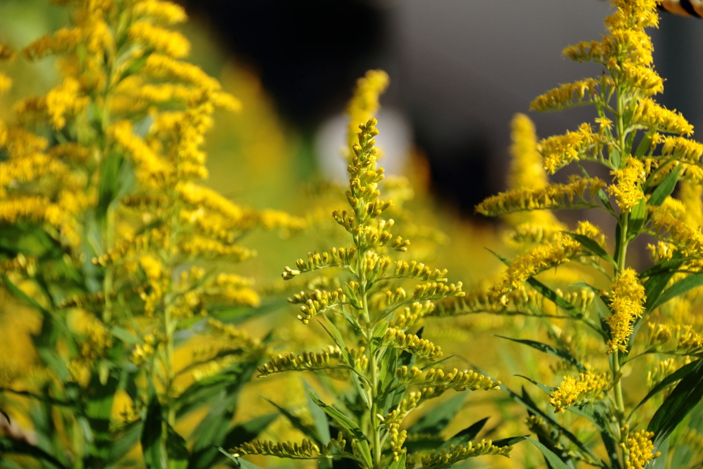 花散歩セイタカアワダチソウ２