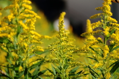 花散歩セイタカアワダチソウ２