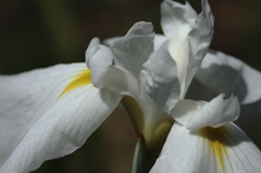 散歩道の花　花菖蒲