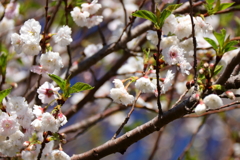 植物園から「こぶくざくら」４