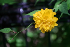 花散歩八重咲き山吹２