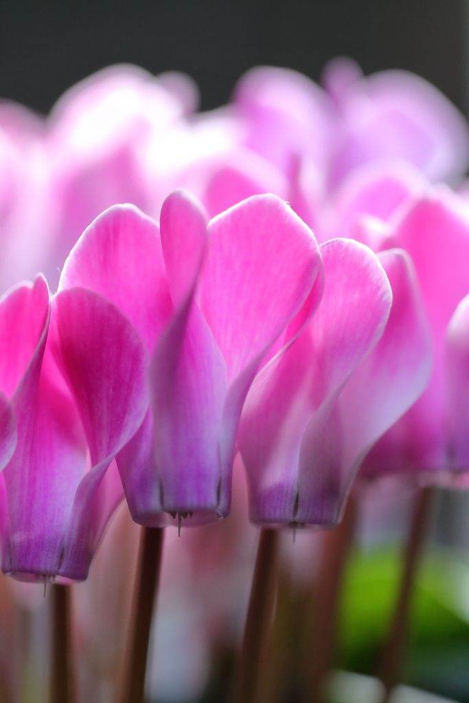 シクラメン元気２