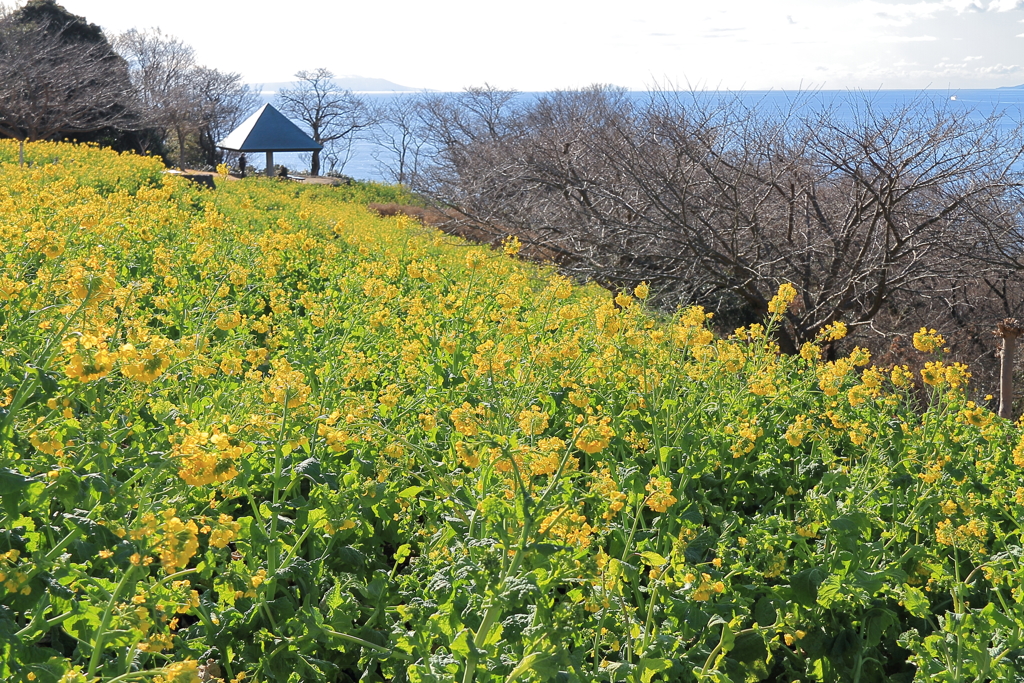 菜の花のある風景３
