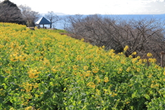 菜の花のある風景３
