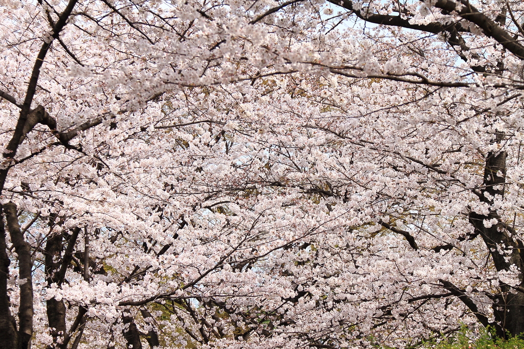 桜が咲いた２