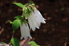 花散歩ホタルブクロ白１