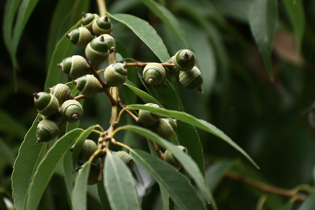 団栗の実は青く