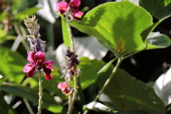 花散歩葛の花