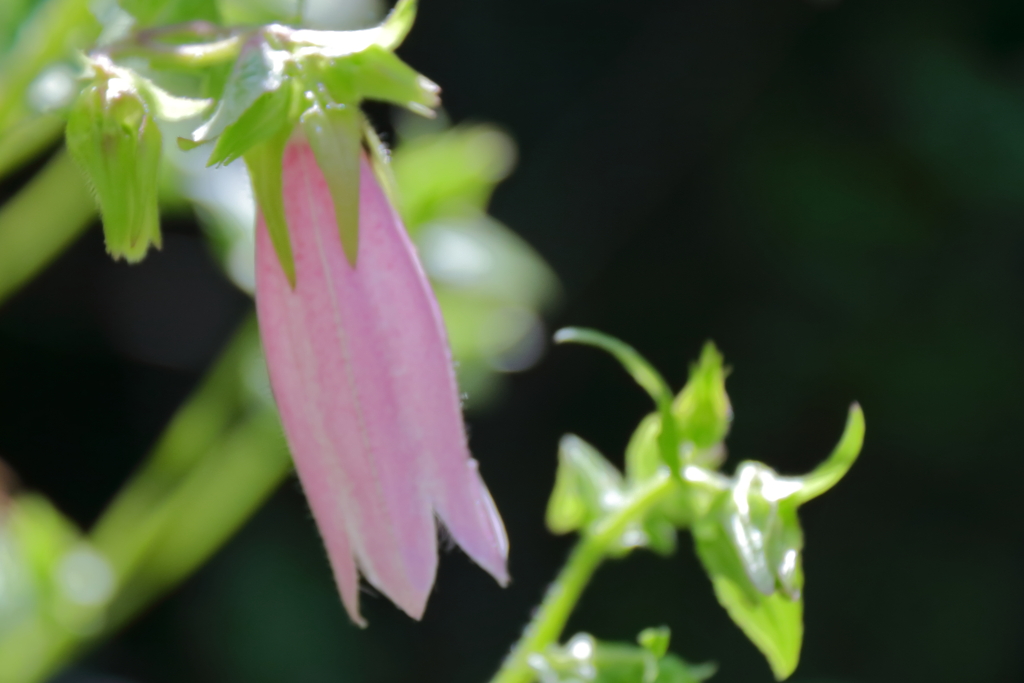 里山散歩ホタルブクロ２