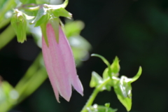 里山散歩ホタルブクロ２