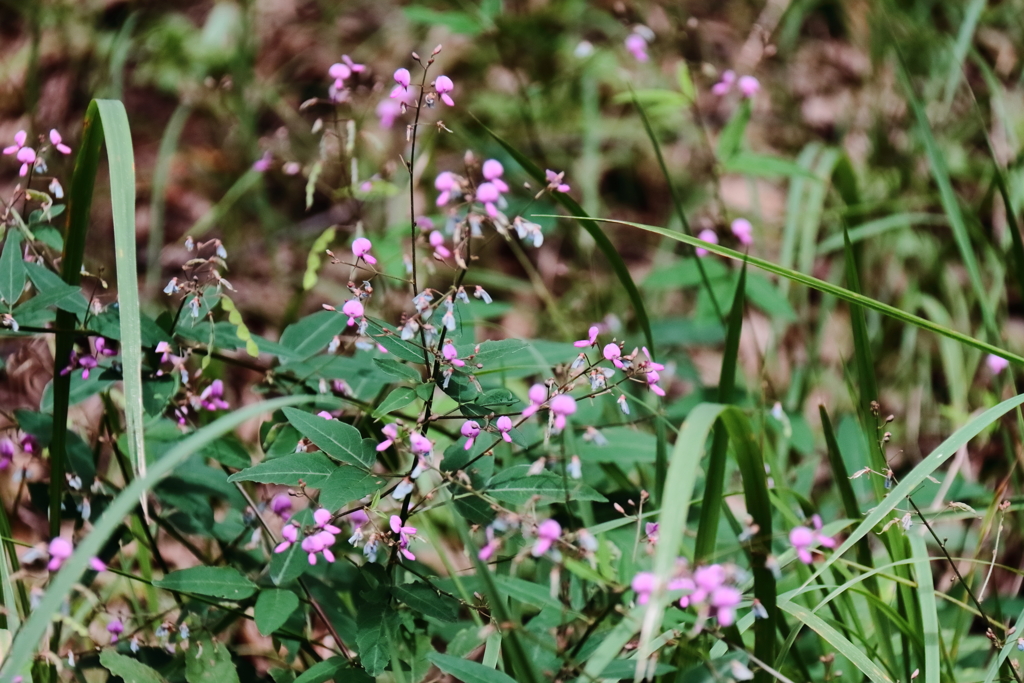 ヌスビトハギ１