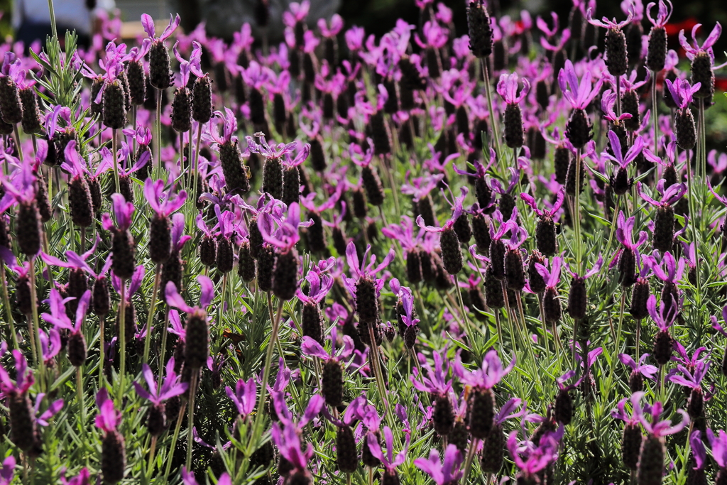 ラベンダー香る