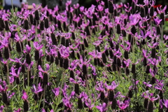 ラベンダー香る