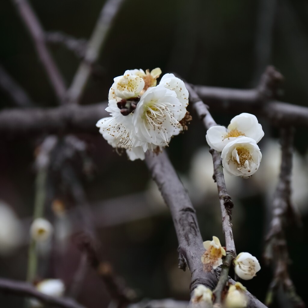 緑蕚枝垂１