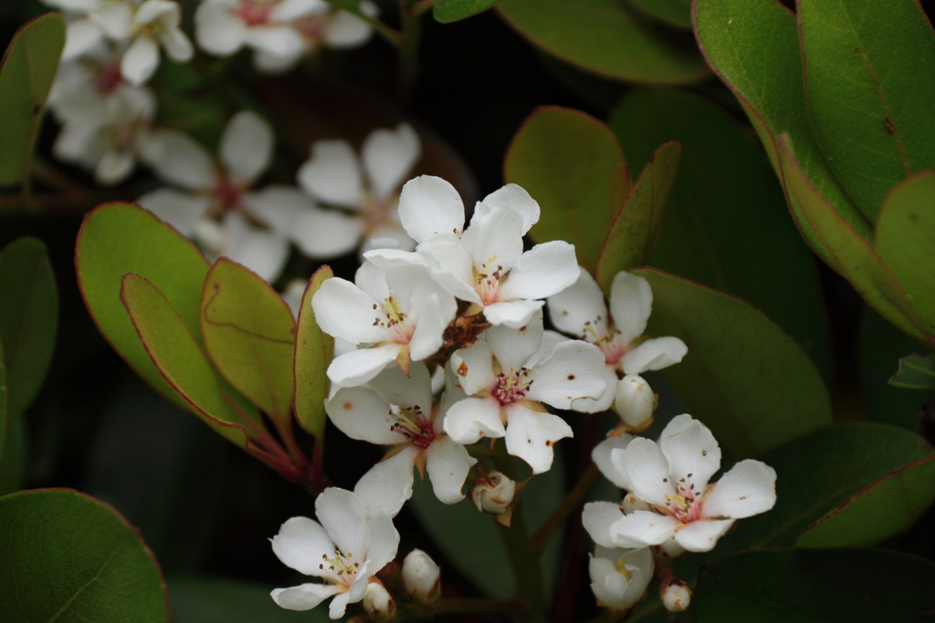 花散歩シャリンバイ