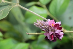 花散歩葛２
