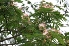 合歓木４