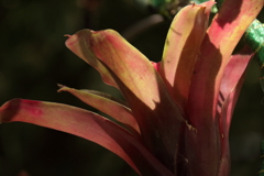 初めて見た植物