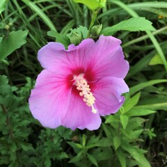 花散歩ムクゲ2