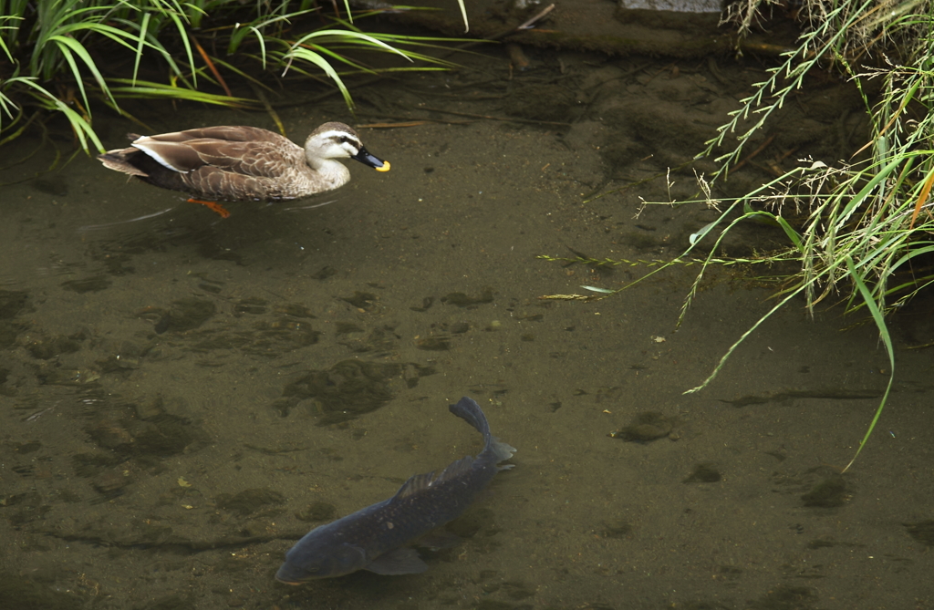 迷惑している鯉