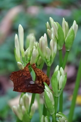 花散歩彼岸花８