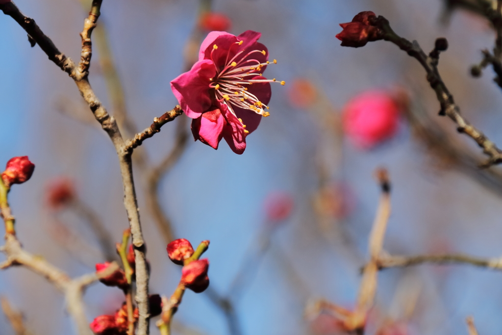 紅梅負けじと４