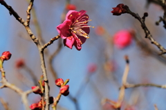 紅梅負けじと４