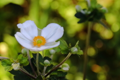 シュウメイギク白