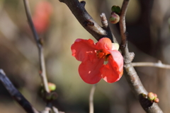 花散歩木瓜１
