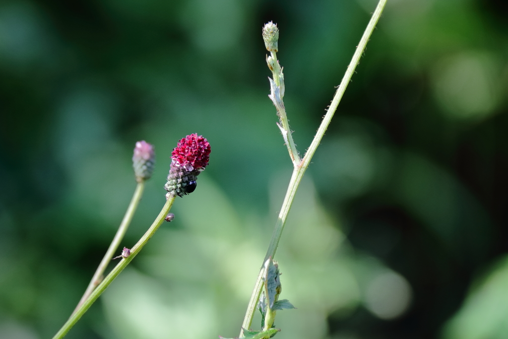 ワレモコウの季節到来