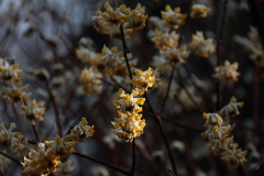 花散歩満開ミツマタ3