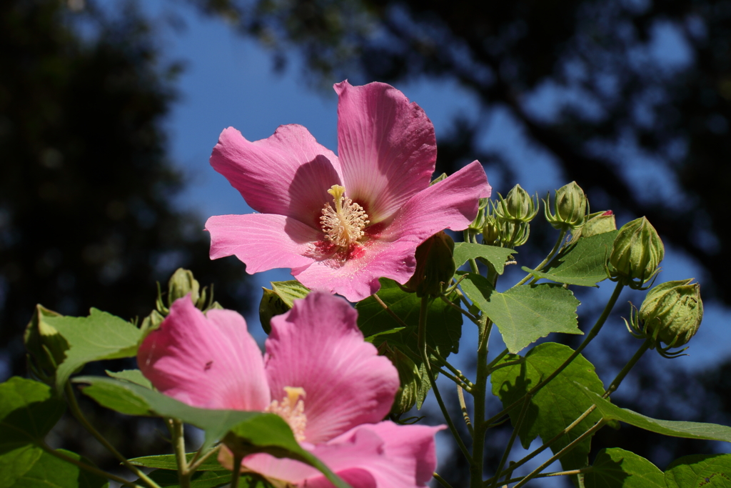 秋の陽浴びる芙蓉２