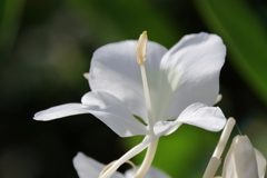 花散歩ジンジャー３