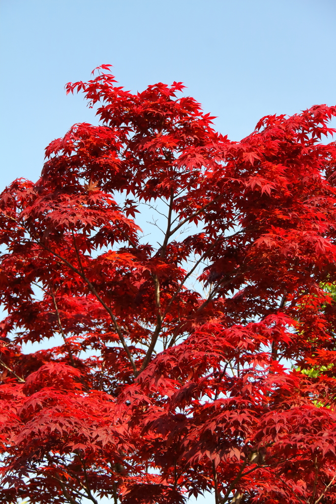 春モミジ紅色