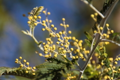 ミモザも色づいて来た