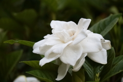 花散歩クチナシ２