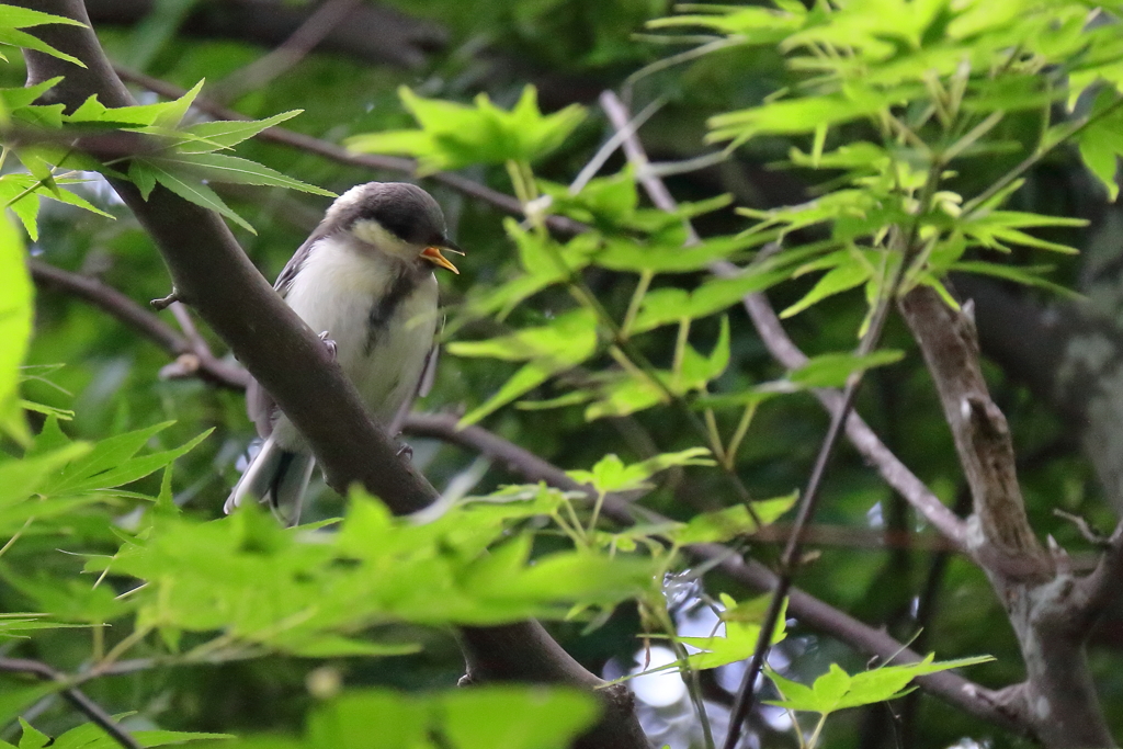餌をねだる１