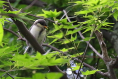 餌をねだる１