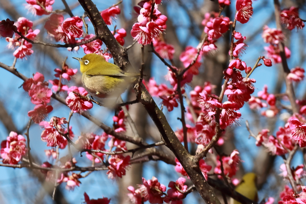 戯れるメジロ１