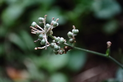 花散歩ヤブミョウガの実１