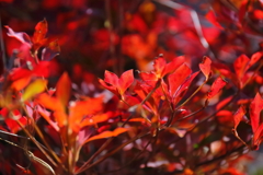 花散歩ドウダンツツジ１