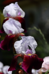 ジャーマンアイリス１