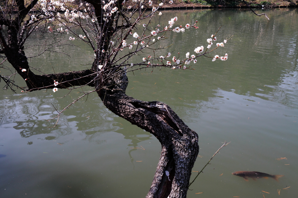 春陽の池