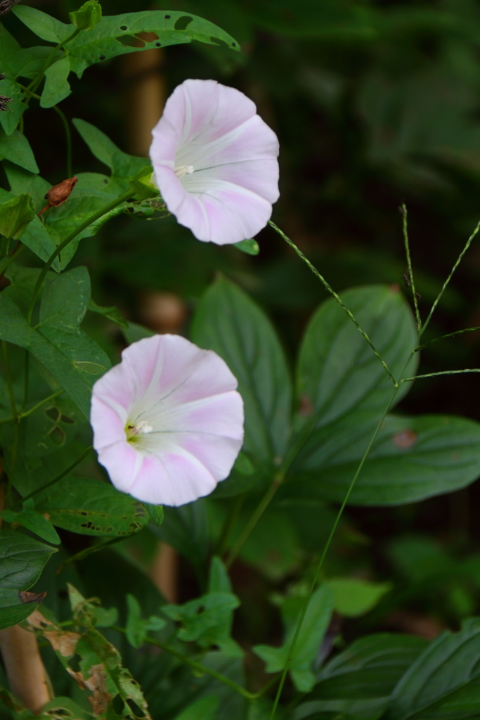 陽射しを乞うる