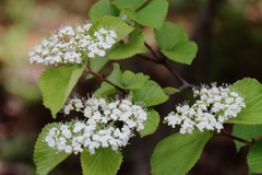 ガマズミの花３
