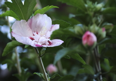 花の歳時記　ムクゲ