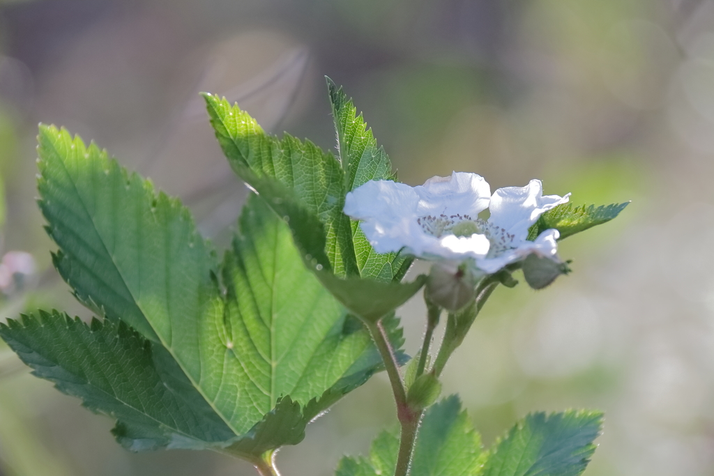 花散歩カジイチゴ１