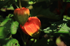 ほおずき色づく頃