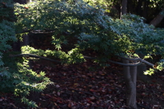 花散歩光と影２